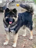 Bear, a male German Shepherd Dog and Samoyed for sale in Herriman, UT – 5 of 7