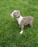 Peanut , a male Boston Terrier for sale in Winton, CA – 2 of 7