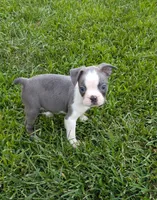 Buddy, a male Boston Terrier for sale in Winton, CA – 3 of 3