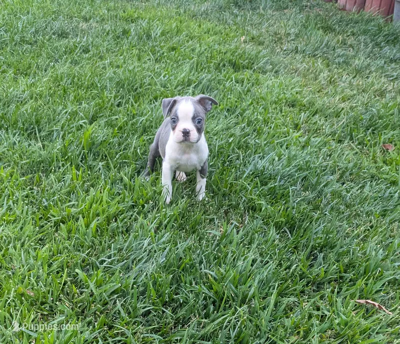 Buddy – Boston Terrier puppy for sale in Winton, CA