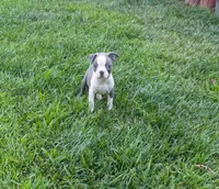 Buddy, a male Boston Terrier for sale in Winton, CA – 1 of 3