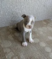 Bruno, a male Boston Terrier for sale in Winton, CA – 3 of 3