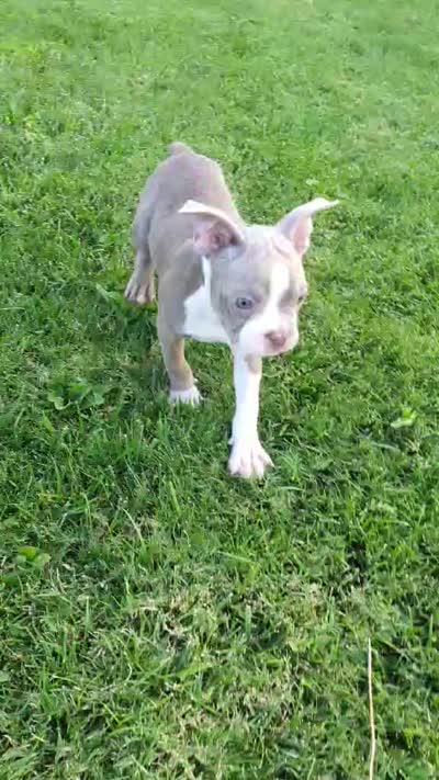 Bruno, a male Boston Terrier for sale in Winton, CA – 2 of 5