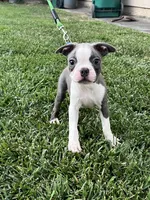 Buddy, a male Boston Terrier for sale in Winton, CA – 2 of 9