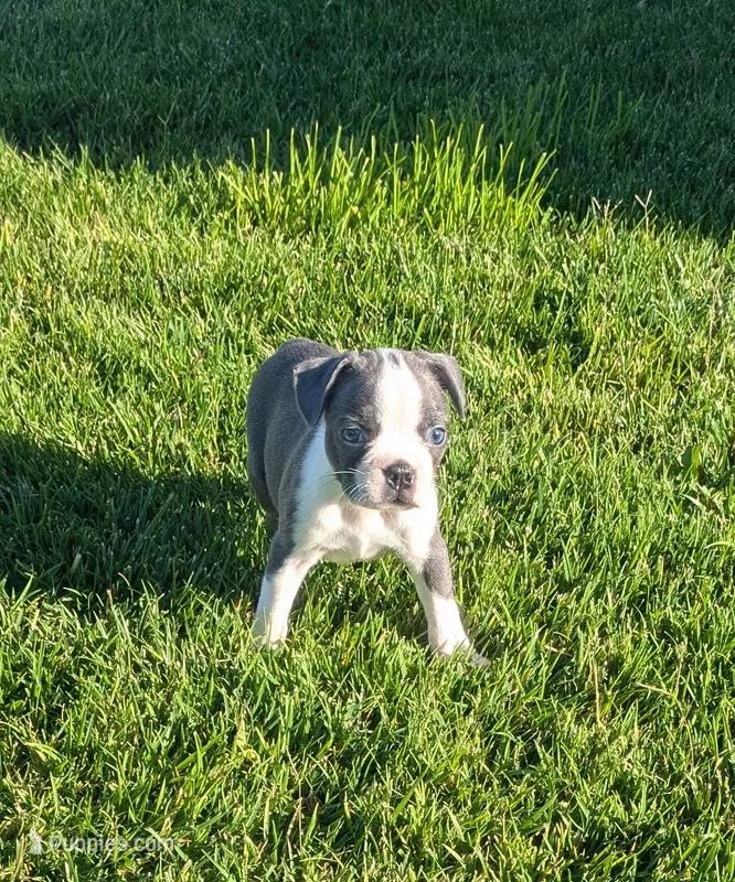 Peaches  – Boston Terrier puppy for sale in Winton, CA