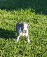 Peaches , a female Boston Terrier for sale in Winton, CA – 2 of 4