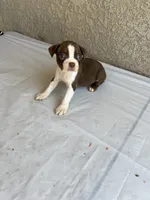 Star, a female Boston Terrier for sale in Winton, CA – 3 of 3