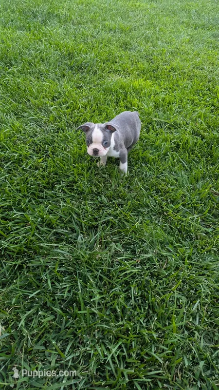 Bruno – Boston Terrier puppy for sale in Winton, CA