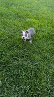 Bruno, a male Boston Terrier for sale in Winton, CA – 1 of 4
