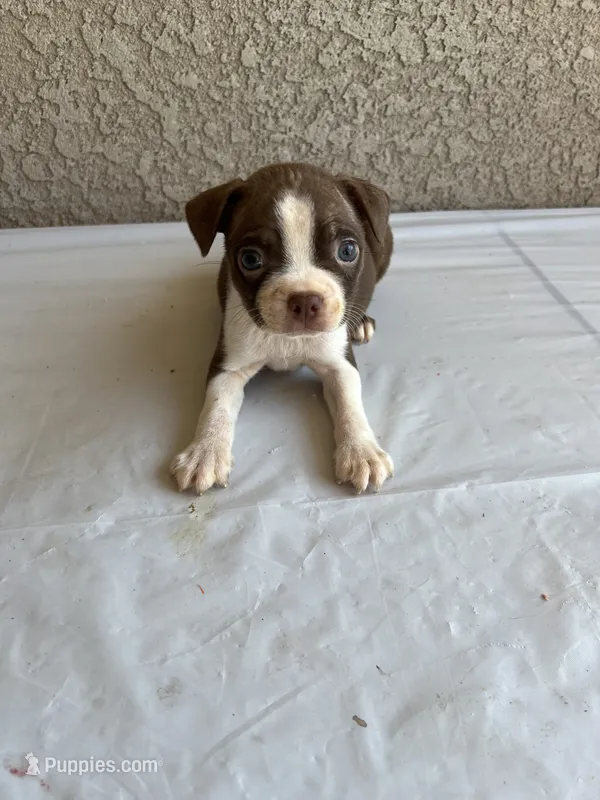 Star – Boston Terrier puppy for sale in Winton, CA