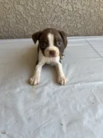 Star, a female Boston Terrier for sale in Winton, CA – 1 of 3