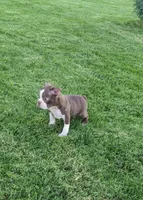 Simba, a male Boston Terrier for sale in Winton, CA – 3 of 6