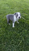 Peaches , a female Boston Terrier for sale in Winton, CA – 4 of 4