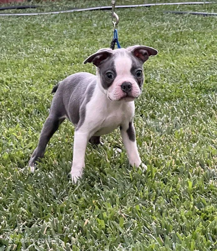 Buddy – Boston Terrier puppy for sale in Winton, CA