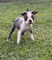 Buddy, a male Boston Terrier for sale in Winton, CA – 1 of 9