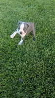 Peaches , a female Boston Terrier for sale in Winton, CA – 3 of 4
