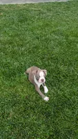 Peanut , a male Boston Terrier for sale in Winton, CA – 4 of 7