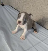 Paco, a male Boston Terrier for sale in Winton, CA – 3 of 3