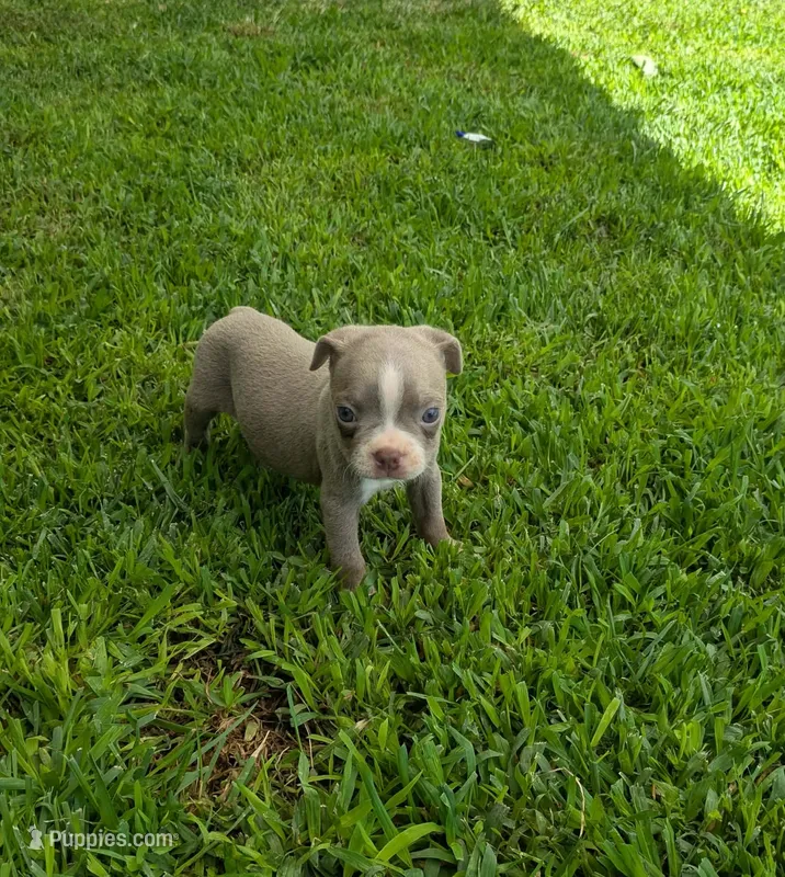 Bobby – Boston Terrier puppy for sale in Winton, CA