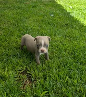Bobby, a male Boston Terrier for sale in Winton, CA – 1 of 3