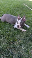 Buddy, a male Boston Terrier for sale in Winton, CA – 3 of 7
