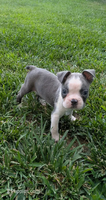 Buddy – Boston Terrier puppy for sale in Winton, CA