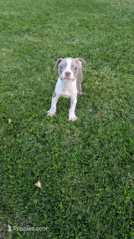 Paco – Boston Terrier puppy for sale in Winton, CA