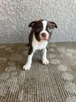 Chase, a male Boston Terrier for sale in Winton, CA – 2 of 3