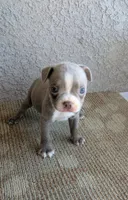 Bobby, a male Boston Terrier for sale in Winton, CA – 2 of 3