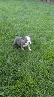 Bruno, a male Boston Terrier for sale in Winton, CA – 2 of 4