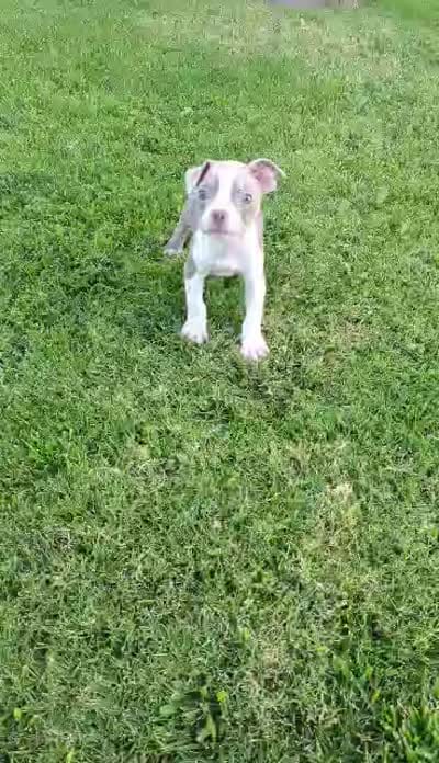 Paco, a male Boston Terrier for sale in Winton, CA – 2 of 5