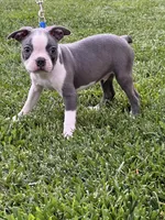 Buddy, a male Boston Terrier for sale in Winton, CA – 5 of 9