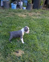 Maxi, a male Boston Terrier for sale in Winton, CA – 3 of 3