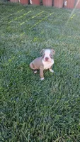 Bingo, a male Boston Terrier for sale in Winton, CA – 2 of 3