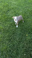 Peanut , a male Boston Terrier for sale in Winton, CA – 3 of 7