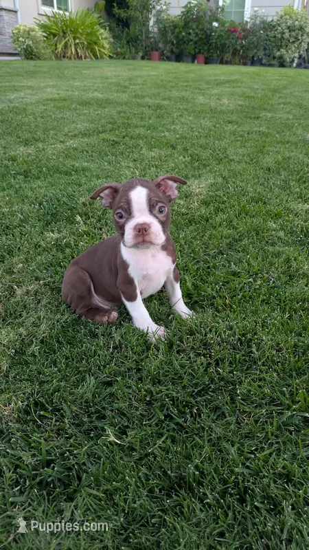 Simba – Boston Terrier puppy for sale in Winton, CA