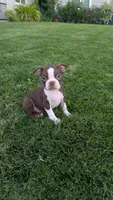 Simba, a male Boston Terrier for sale in Winton, CA – 1 of 6