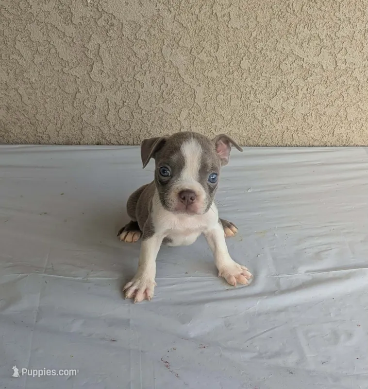 Paco – Boston Terrier puppy for sale in Winton, CA