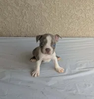 Paco, a male Boston Terrier for sale in Winton, CA – 1 of 3