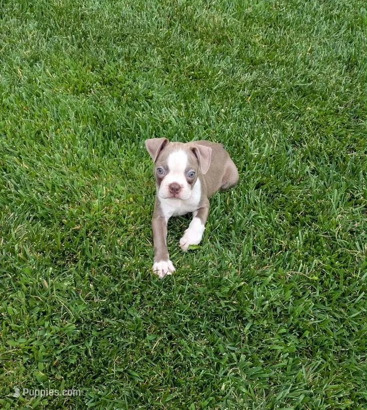 Peanut  – Boston Terrier puppy for sale in Winton, CA