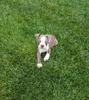 Peanut , a male Boston Terrier for sale in Winton, CA – 1 of 7