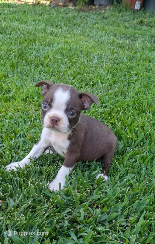 Bella – Boston Terrier puppy for sale in Winton, CA