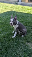Buddy, a male Boston Terrier for sale in Winton, CA – 2 of 7