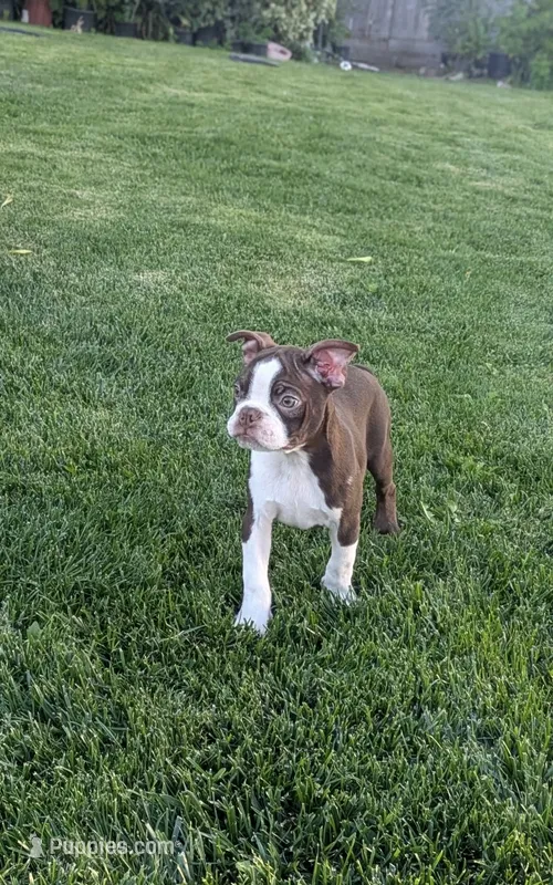 Simba – Boston Terrier puppy for sale in Winton, CA