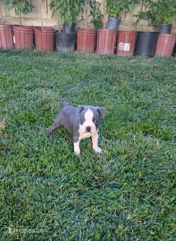 Maxi – Boston Terrier puppy for sale in Winton, CA