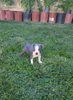 Maxi, a male Boston Terrier for sale in Winton, CA – 1 of 3