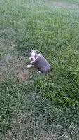 Bruno, a male Boston Terrier for sale in Winton, CA – 4 of 4