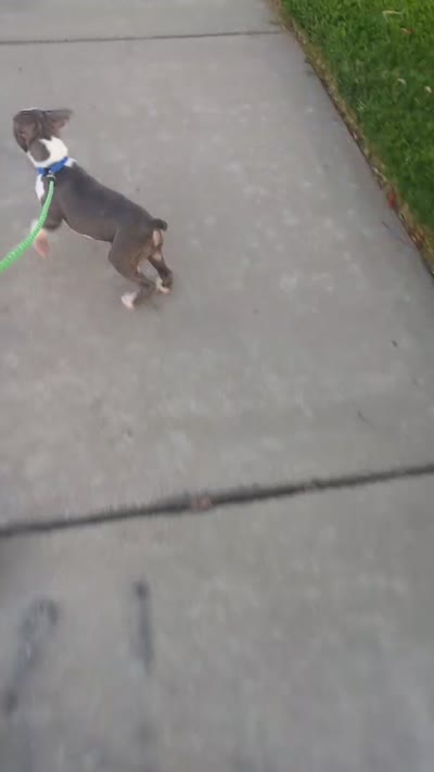 Buddy, a male Boston Terrier for sale in Winton, CA – 3 of 9