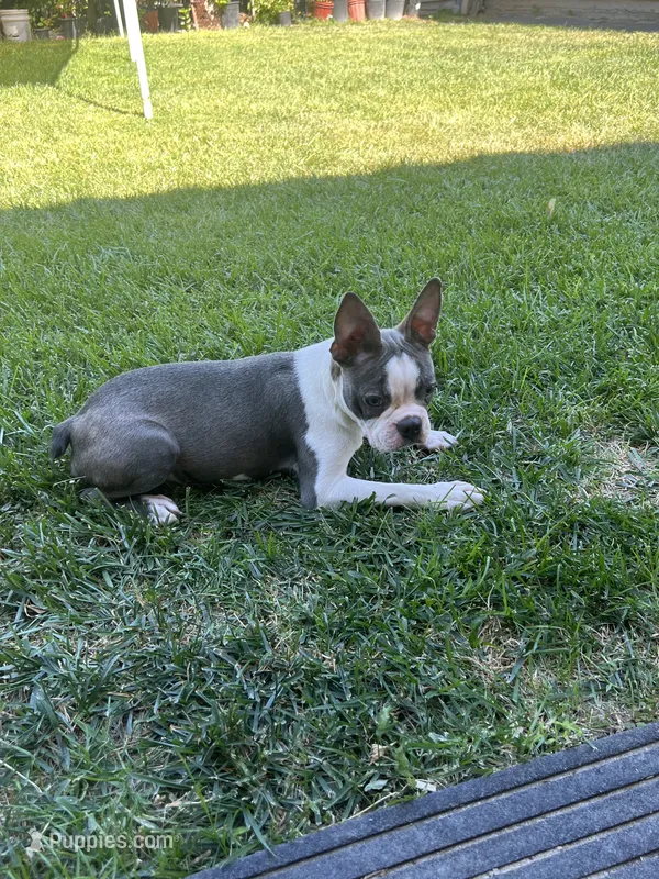 Buddy – Boston Terrier puppy for sale in Winton, CA