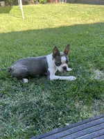 Buddy, a male Boston Terrier for sale in Winton, CA – 1 of 7